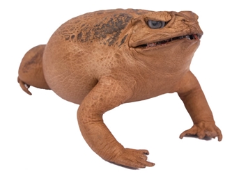 Lucky Cane Toad: Large 