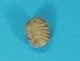 Brachiopod Fossil: Spirifer - 1021-03 (Y2I)