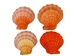 Lion Paw Scallop Shell: Orange - 1084-20 (Y1M)