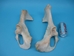 Cow Pelvic Bone - 1172-50 (Y2P)