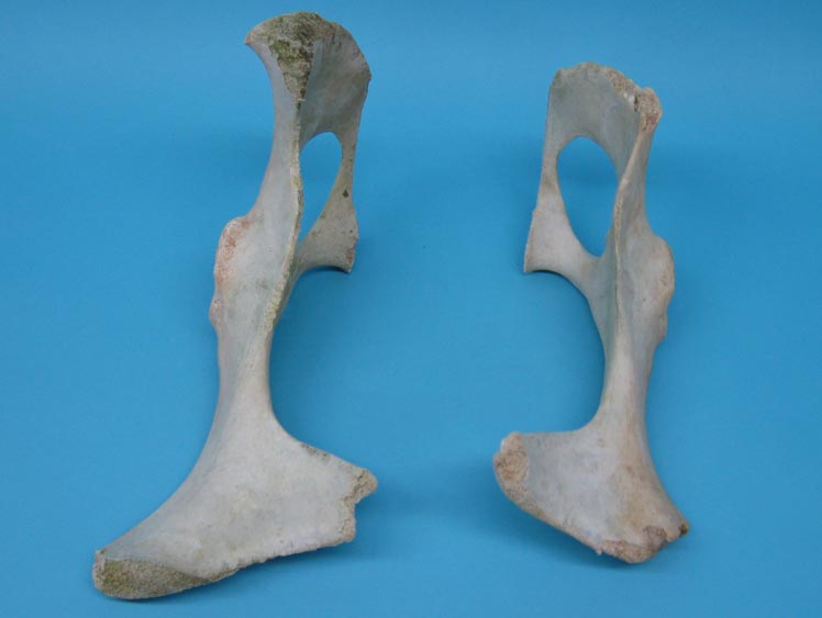 Cow Pelvic Bone 