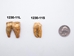 Fossil Cave Bear Teeth: Large - 1230-11L (Y2J)