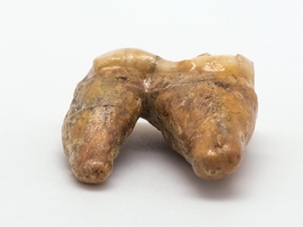 Fossil Cave Bear Teeth: Large 