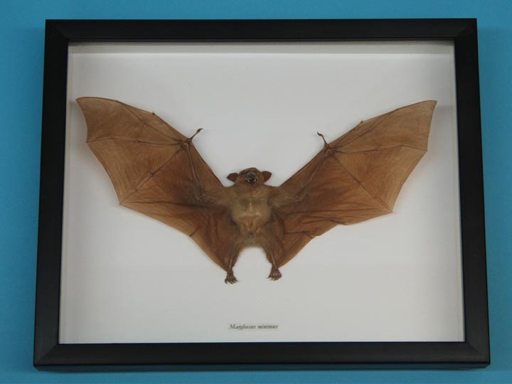 Framed Nectar-Eating Bat 