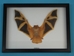Framed Yellow Bat - 1234-40 (Y3K)