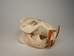 Beaver Skull - 15-202 (Y2J)