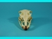 Ostrich Skull - 15-302 (D7)