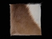 Springbok Skin Project Piece: 2" x 2" - 155-PP-0202 (Y2P)