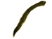 Dyed Squirrel Tail: Yellow - 162-006 (Y1M)