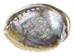 Polished Mexican Green Abalone: 5&quot;-6&quot; - 221-56GP (Y3M)(Y3G-A1)