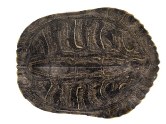 Red Ear Turtle Shell: 2" to 3" 