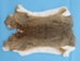 Czech #1/#2 Breeder Rabbit Skin: Bunny Brown - 283-1-CZNBB-AS