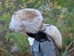 Coyote Hat with Tail - 3-65-24 (Y2M)