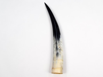 Polished Steer Horn: 30" to 35" 