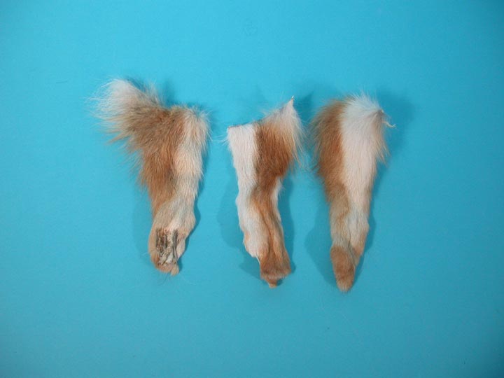 Coyote Leg with Foot without Claws 