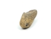 Fossilized Walrus Teeth (per lb) - 380-S