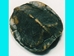 Realistic Small Turtle Shell - 465 (Y2L)