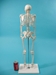Replica Mini Human Skeleton - 594-10-A7 (Y1L)