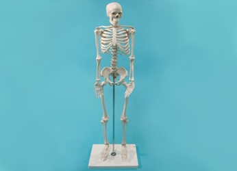Replica Mini Human Skeleton 