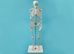 Replica Mini Human Skeleton - 594-10-A7 (Y1L)