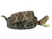 1.25" Real Rattlesnake Hat Band with Head &amp; Rattle: Open Mouth - 598-HB204
