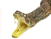 Mounted Real Texas Western Diamondback Rattlesnake Striker: 44-47" - 598-M102E (Y2L)