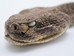 Real Rattlesnake Head: Closed Mouth - 598-P518 (Y2L)