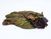 Dyed Ringneck Pheasant Skin: #2: Olive Green - 6-10-2-GR (Y2H)