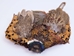 Dyed Ringneck Pheasant Skin: #2: Golden Yellow - 6-10-2-GY (Y3D)