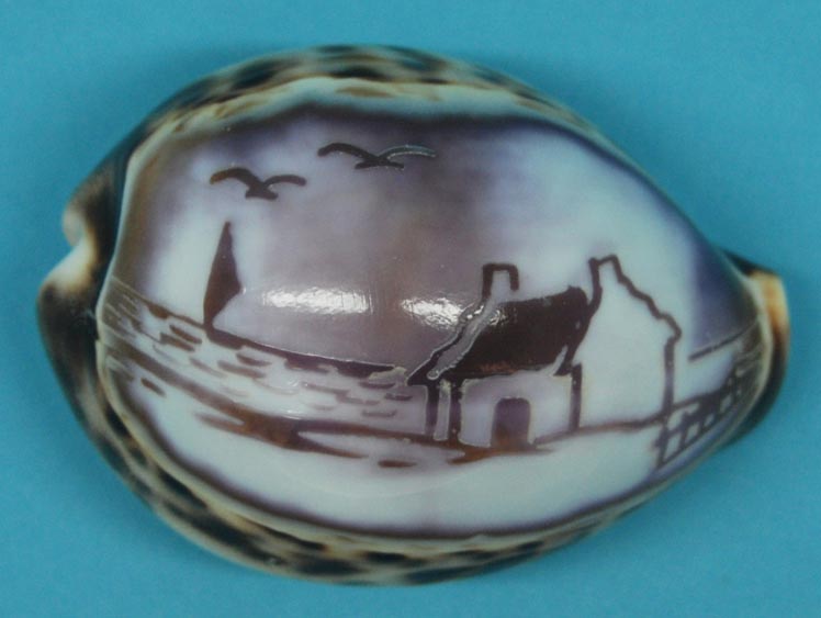 Engraved Cowrie Shell: House cowry shells
