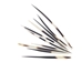 African Porcupine Quill: B-Grade Thick: Small (3"-5") - 184-02B1S (F9)