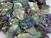 Paua Shell Pieces: Gloss Drilled: Large (1/4 lb) - 565Z-TPGDL-AS