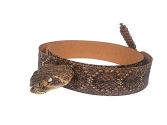 1.25" Real Rattlesnake Hat Band with Head & Rattle: Closed Mouth rattlesnake hatbands