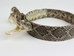 1" Real Rattlesnake Hat Band with Rattle and 2 Heads (Open Mouths) - 598-HB214