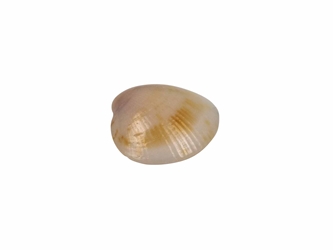 Naa-Set Clam Shell: Small (100 pieces) 