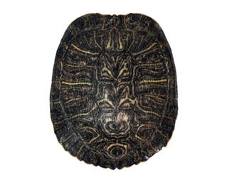 Red Ear Turtle Shell: 5" to 6" 