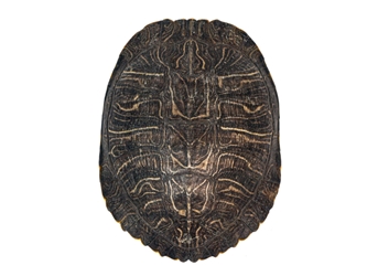Red Ear Turtle Shell: 8" to 9" 