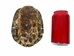 Red Ear Turtle Shell 5" to 6" - 227GS-0506 (Y2N)