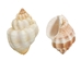 Cancelleria Undulata Shells 1"-1.50" (1 kg or 2.2 lbs) - 2HS-3288-KG (Y3K)