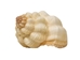 Cancelleria Undulata Shells 1"-1.50" (1 kg or 2.2 lbs) - 2HS-3288-KG (Y3K)