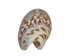 Olive Gibbosa Shells up to 1" (1 kg or 2.2 lbs)     - 2HS-3296S-KG (Y3K)