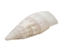 White Common Creeper Shells 1.50"-2" (gallon)     - 2HS-3373-GA (Y3K)