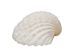 Small White Ark Shells 0.75""-1.50" (1 kg or 2.2 lbs)  - 2HS-3406S-KG