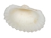 Small White Ark Shells 0.75""-1.50" (1 kg or 2.2 lbs)  - 2HS-3406S-KG