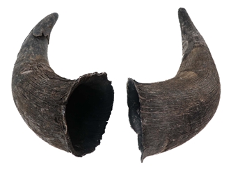 Matching Pair of North American Buffalo Horn Caps: #3 Grade 