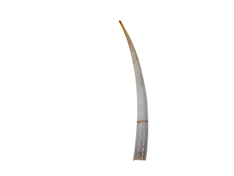 Dentalium longitrorsum Shell: Specimen Quality White dentalia, tusk shells