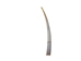 Dentalium longitrorsum Shell: Specimen Quality White - 1382-PC-SW (Y2J)