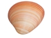Pink Clam Shells: 3" to 5" - 1413-0305-AS (Y1G)(Y3L)