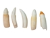 Alligator Tooth: Medium - 174-AG-M (Y2H)