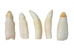 Alligator Tooth: Small - 174-AG-S (Y2H)